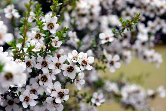 Creating perfumes with nature