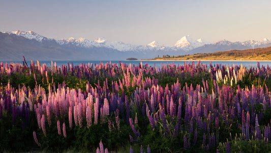 Scent of Aotearoa